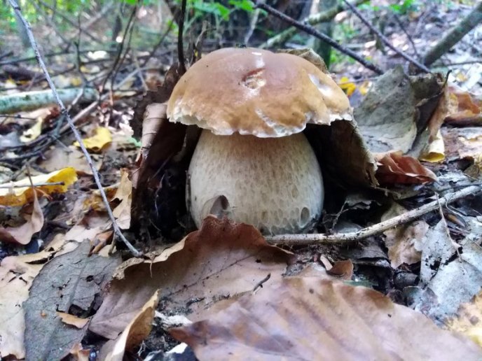 Грибний бум на Закарпатті: де зараз збирають найбільше грибів – 22