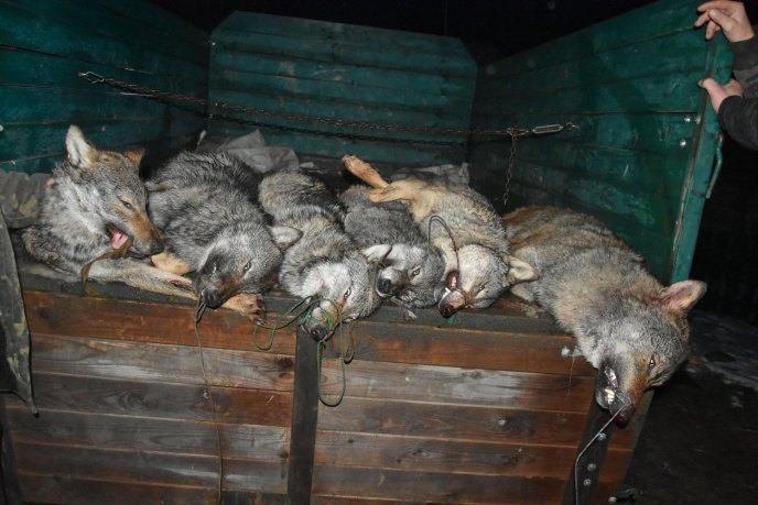 Застрелено шість вовків. Чоловік переконує, що це на Закарпатті, люди у соцмережі обурені – 03