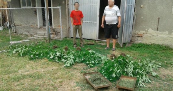 На Мукачівщині правоохоронці виявили плантацію коноплі – 01