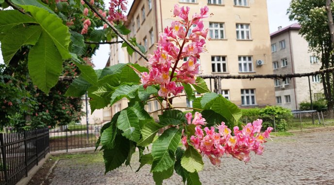 В Ужгороді розквітли одні з найдорожчих каштанів – 03