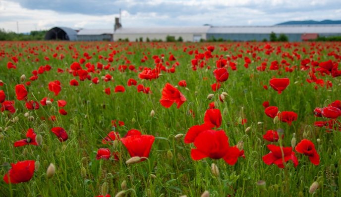 У Мукачеві з’явилась дивовижна локація для фото – 07