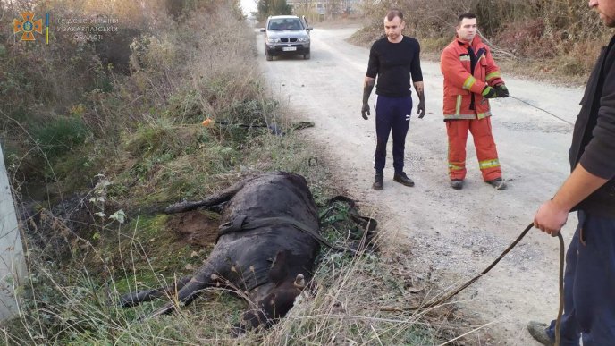 Корова злякалась автомобіля і потрапила в пастку – 03