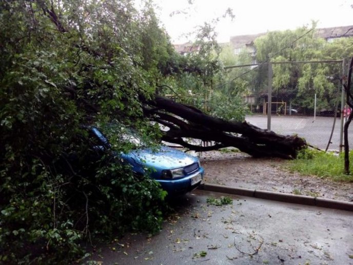 В одному з мікрорайонів Мукачева величезне дерево впало на машину – 05