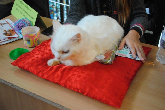 В Ужгороді відбувся конкурс краси серед котів "Міс Кіс – 2017" – 03