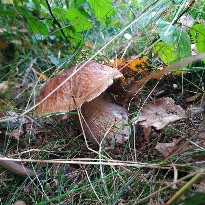 Грибний бум на Закарпатті: де зараз збирають найбільше грибів – 02