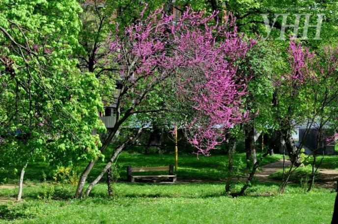 Напередодні Великодня в Ужгороді розквітло Іудине дерево – 08