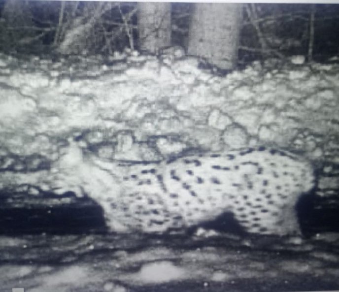 Рись потрапила на відео / скріншот: Західне регіональне управління Держприкордонслужби