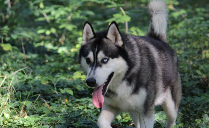 В Ужгороді проходить виставка собак "Зірка Закарпаття" – 02