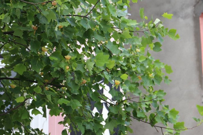 Тюльпанові дерева вже квітнуть у Мукачеві – 05