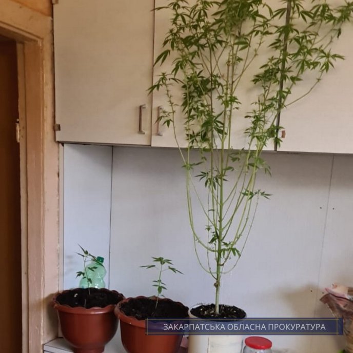 Ужгородця взяли під варту: що накоїв чоловік – 02