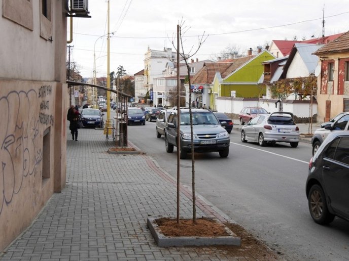 На одній з вулиць Ужгорода посадили дерева – 06