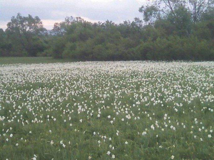 На Хустщині почала цвісти Долина нарцисів – 02