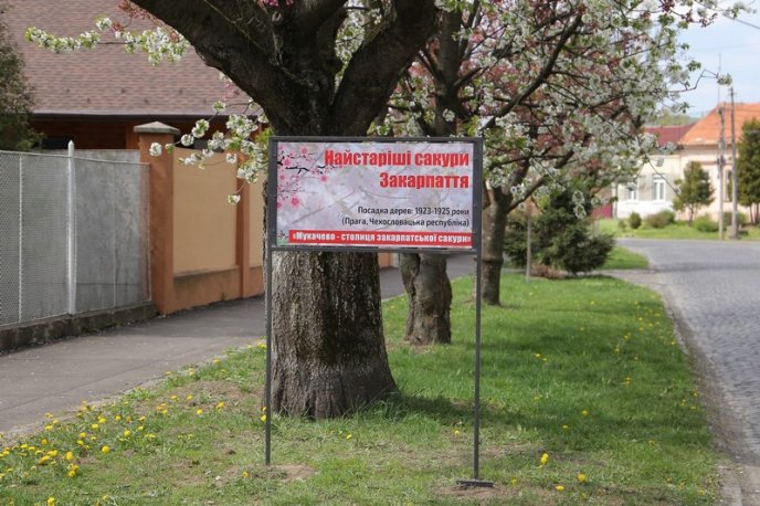 У Мукачеві біля сакур встановили туристичні таблички – 02