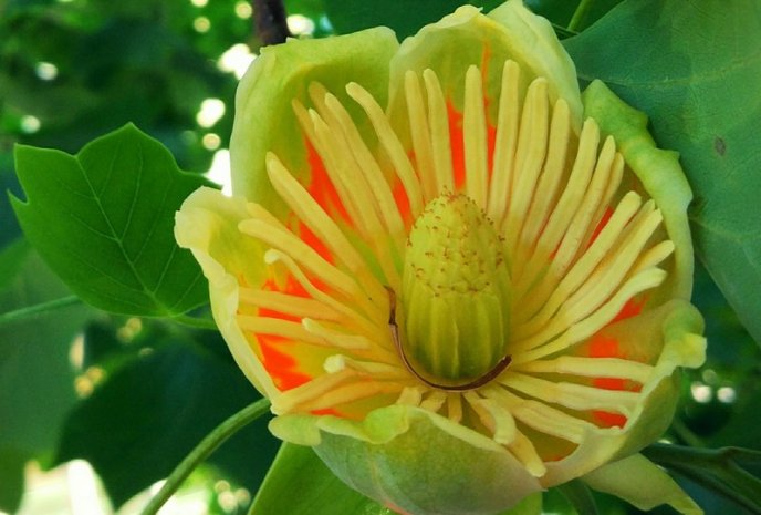 Тюльпанові дерева вже квітнуть у Мукачеві – 03