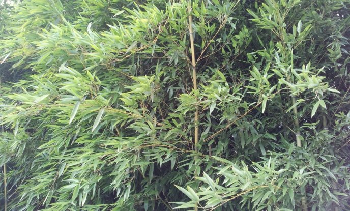 На Закарпатті блогер знайшов двір, у якому вирощують бамбук – 03