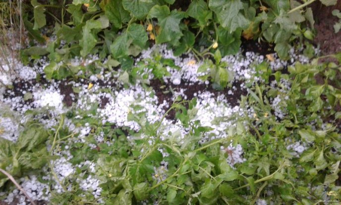 Виноградівщина оговтується від нищівного граду: шокуюче відео стихії – 06