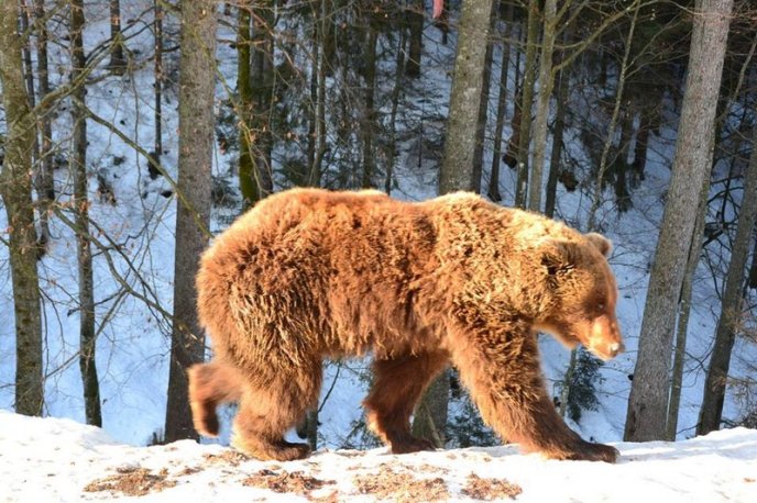 Соцмережі підкорюють фото ведмедів із Синевиру – 04 Соцмережі підкорюють фото ведмедів із Синевиру – 04
