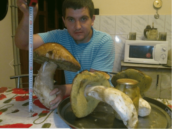 У мережу виклали фото рекордно великого білого гриба – 01