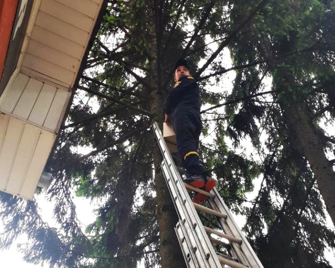 У Хусті врятували совеня, яке випало із гнізда – 02