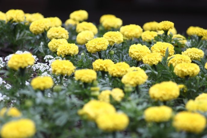 У центрі Мукачева з’явилась клумба у формі вишиванки – 04 У центрі Мукачева з’явилась клумба у формі вишиванки – 04