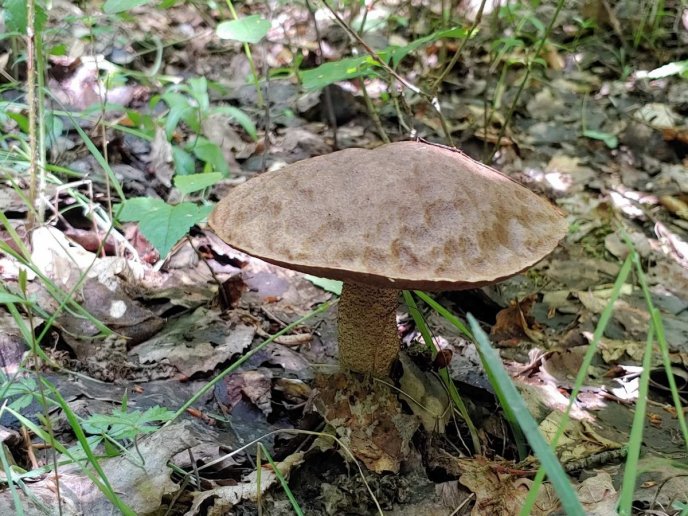 У кількох районах Закарпаття вже збирають гриби – 07