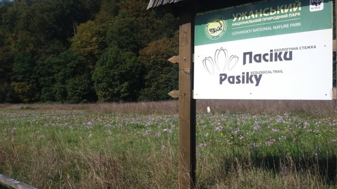 В Ужанському національному парку, що на Закарпатті, рясно зацвіли пізньоцвіти – 01