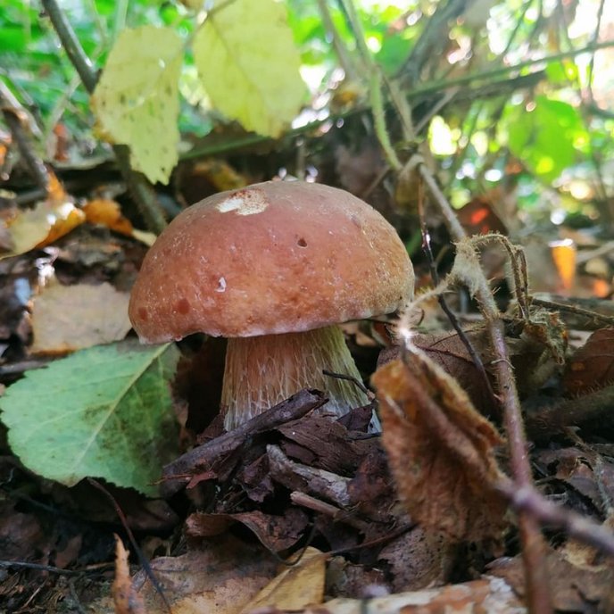 Грибний бум на Закарпатті: де зараз збирають найбільше грибів – 27