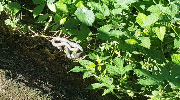 В Ужгороді на набережну виповзли вужі – 01