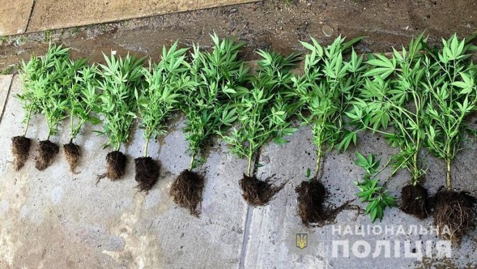 28-річний чоловік вирощував вдома коноплю – 05