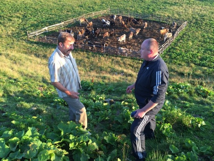 На Рахівщині випасають карпатських буйволів – 05