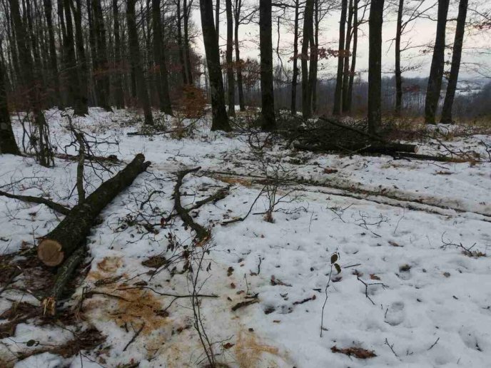Невідомі зрізали кілька дерев та залишили лісівникам на місці злочину записку із погрозами – 01