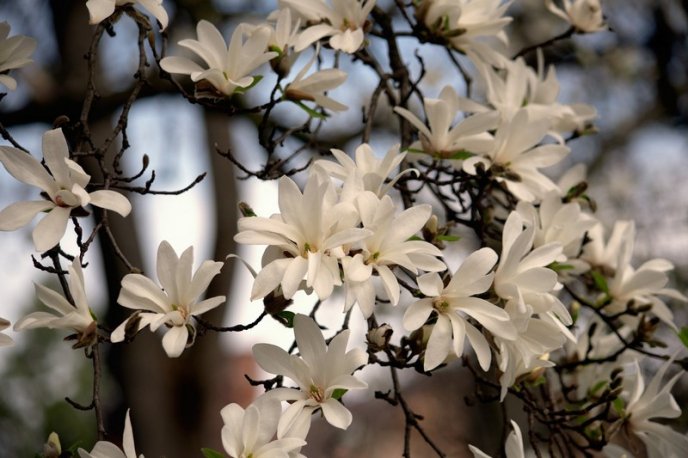 Вишні, магнолії, сакури: із кожним днем в Ужгороді квітне дедалі більше дерев – 09