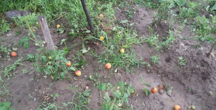 Побиті дахи будинків, вікна, автомобілі: негоду на Виноградівщині вже назвали "катастрофічною" – 14 Побиті дахи будинків, вікна, автомобілі: негоду на Виноградівщині вже назвали "катастрофічною" – 14