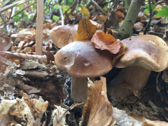 Знайшли 35 кг: закарпатці хизуються грибним врожаєм – 16