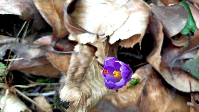 На Закарпатті розквітли весняні квіти  – 02