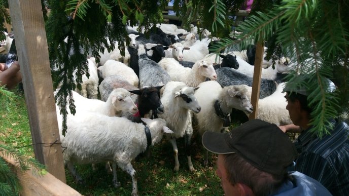 Москаль дав закарпатцям обіцянку – 07