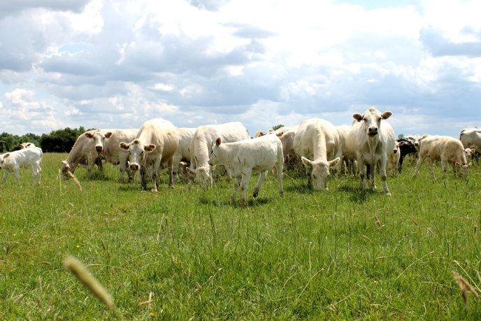 На Закарпаття завезли французьких корів – 13