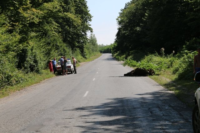 Курйозна ДТП на Виноградівщині: корова стала причиною аварії – 03