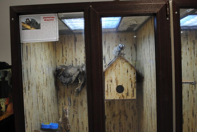 У Мукачеві відкрили виставку риб (ФОТОРЕПОРТАЖ) – 09