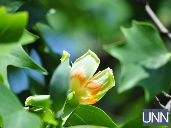 В Ужгороді квітне тюльпанове дерево – 05