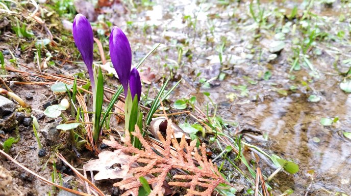 На Закарпатті розквітли весняні квіти  – 03