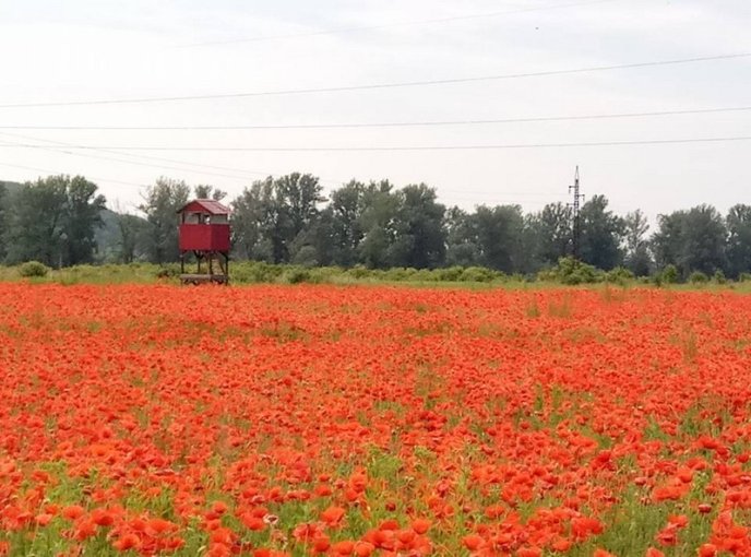 На Ужгородщині косять мальовниче макове поле – 05