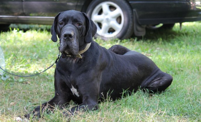В Ужгороді проходить виставка собак "Зірка Закарпаття" – 09