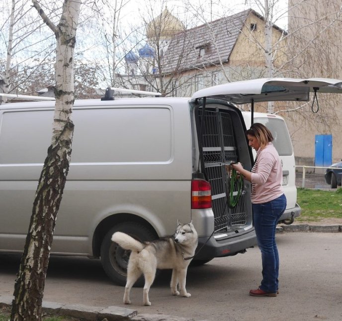 В обласному центрі стартувала міжнародна виставка собак – 05