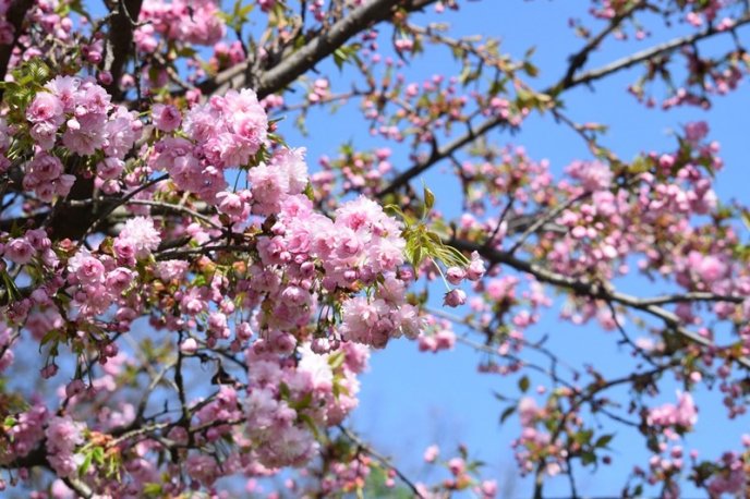 Вишні, магнолії, сакури: із кожним днем в Ужгороді квітне дедалі більше дерев – 10