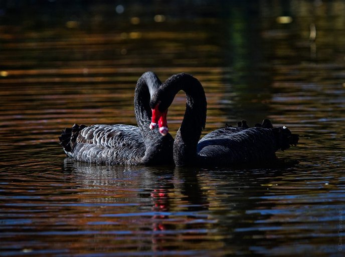 На фермі біля Мукачева живуть чорні лебеді неймовірної краси (ФОТО) – 01