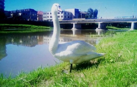 Білий лебідь оселився на Латориці – 02