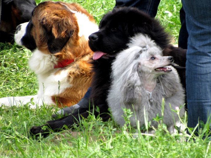 У Мукачеві відбулася масштабна виставка собак – 13