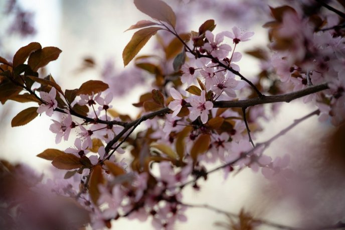 Вишні, магнолії, сакури: із кожним днем в Ужгороді квітне дедалі більше дерев – 02