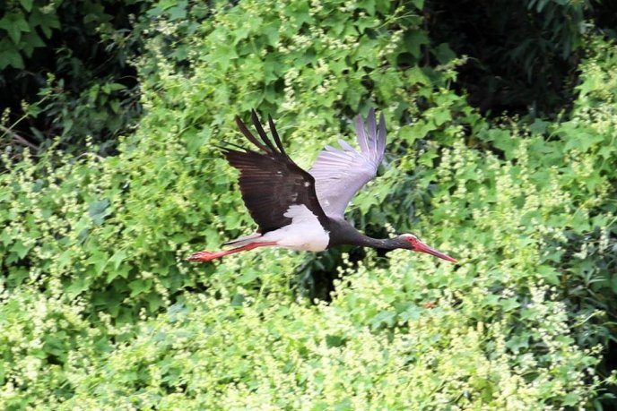 В Ужгороді помітили рідкісних чорних лелек – 03